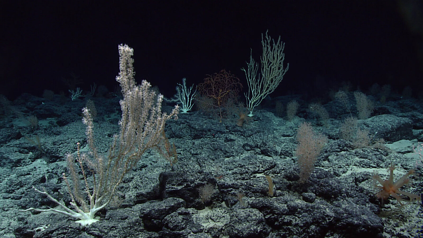 A dense deep-sea coral community at Wagner Seamount