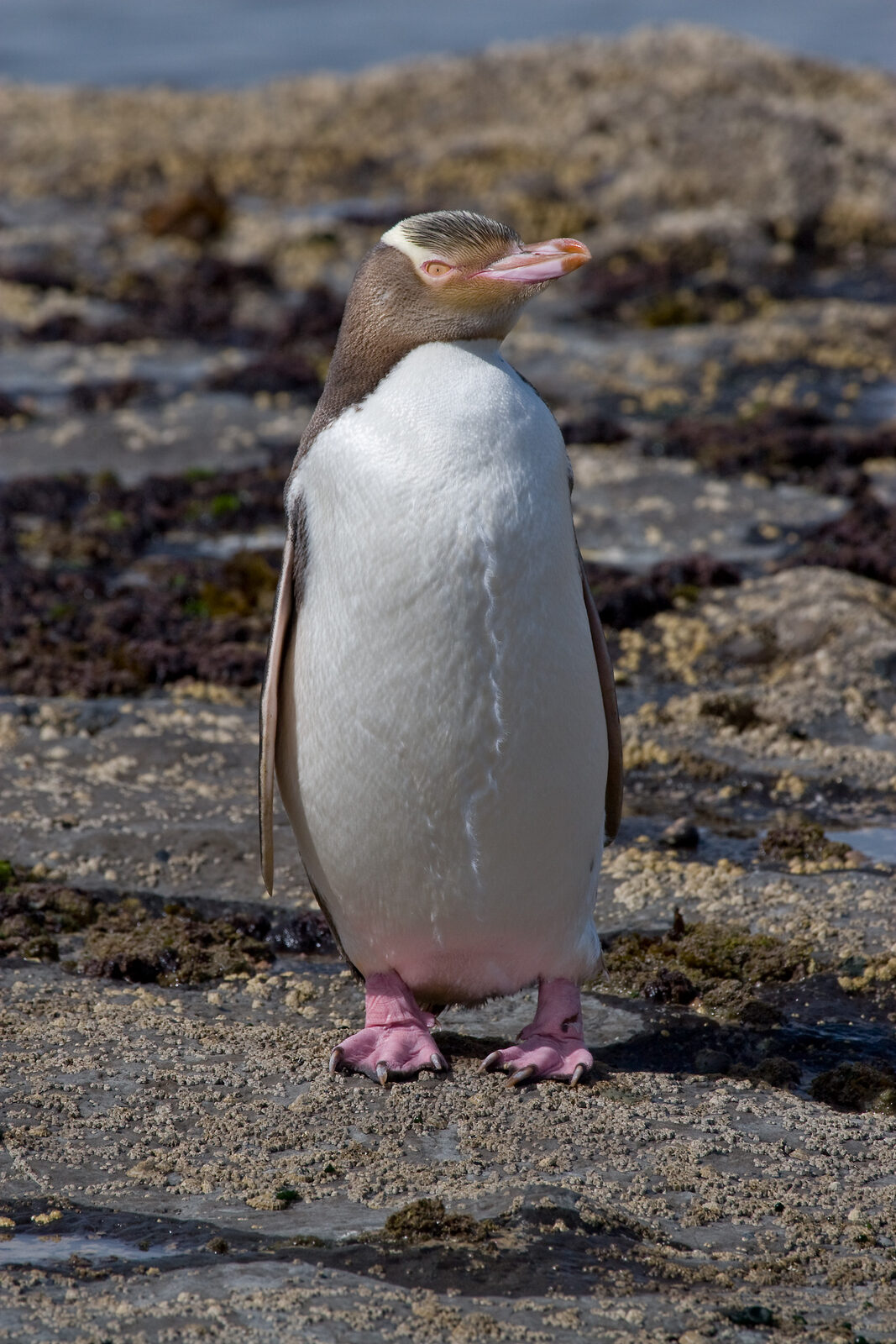 A yellow-eyed penguin (hoiho) on the New Zealand coast