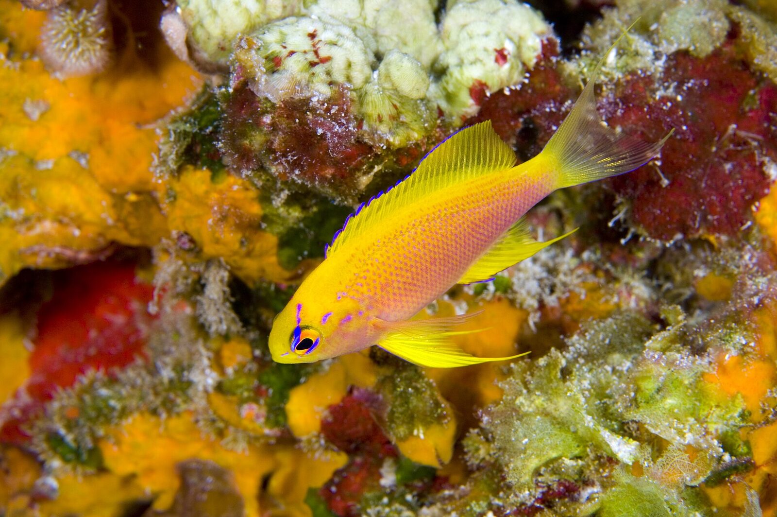 Hawaiian longfin anthias at Laysan Island inside Papahanaumokuakea Marine National Monument