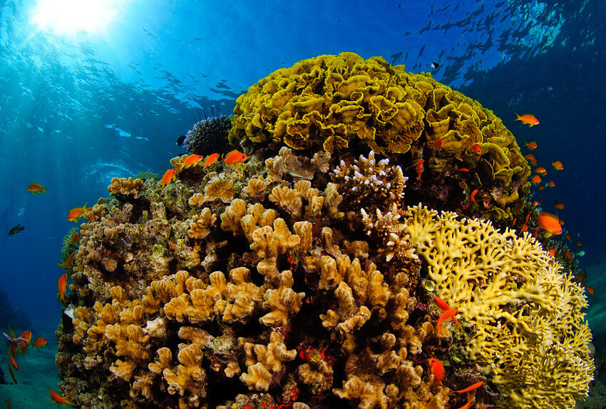 Red Sea coral reef