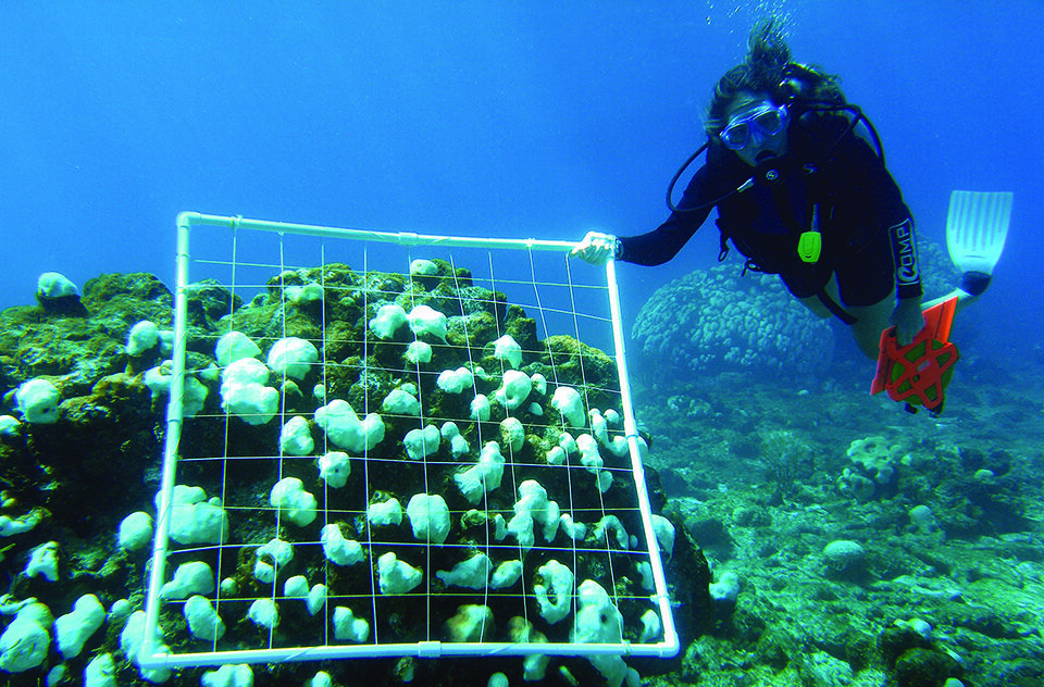 A NOAA scuba diver surveys bleached corals on a reef