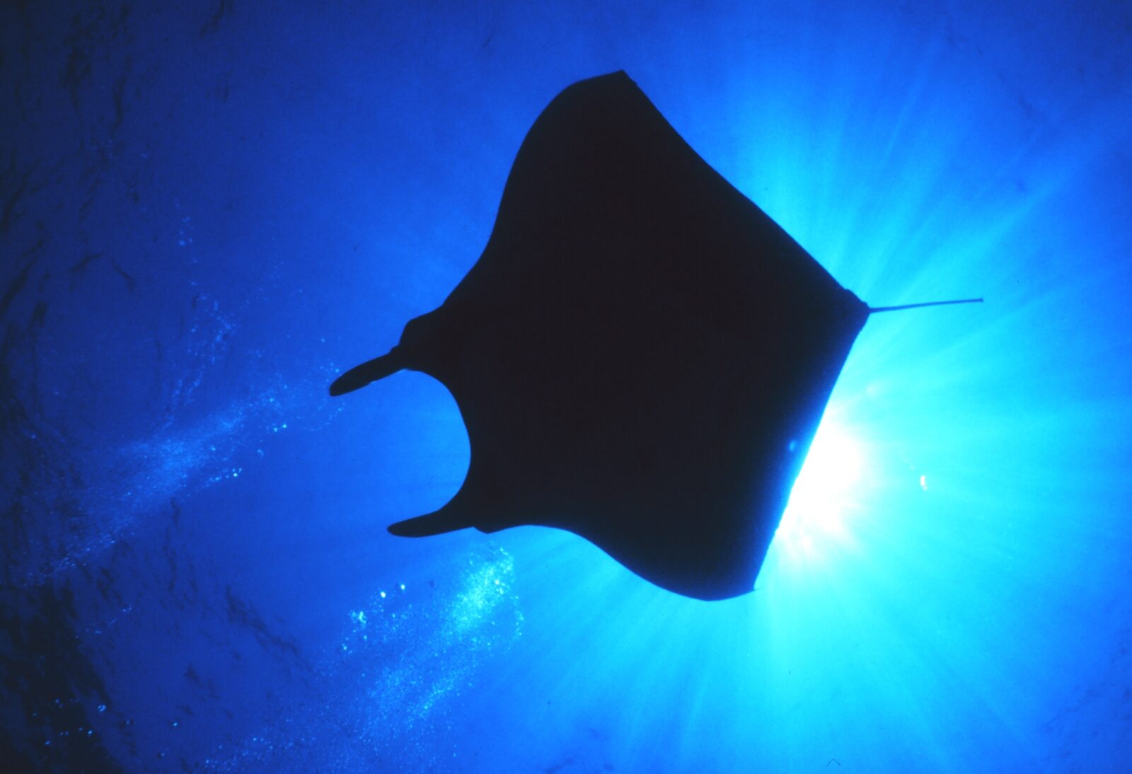 A giant manta ray swimming near the ocean surface