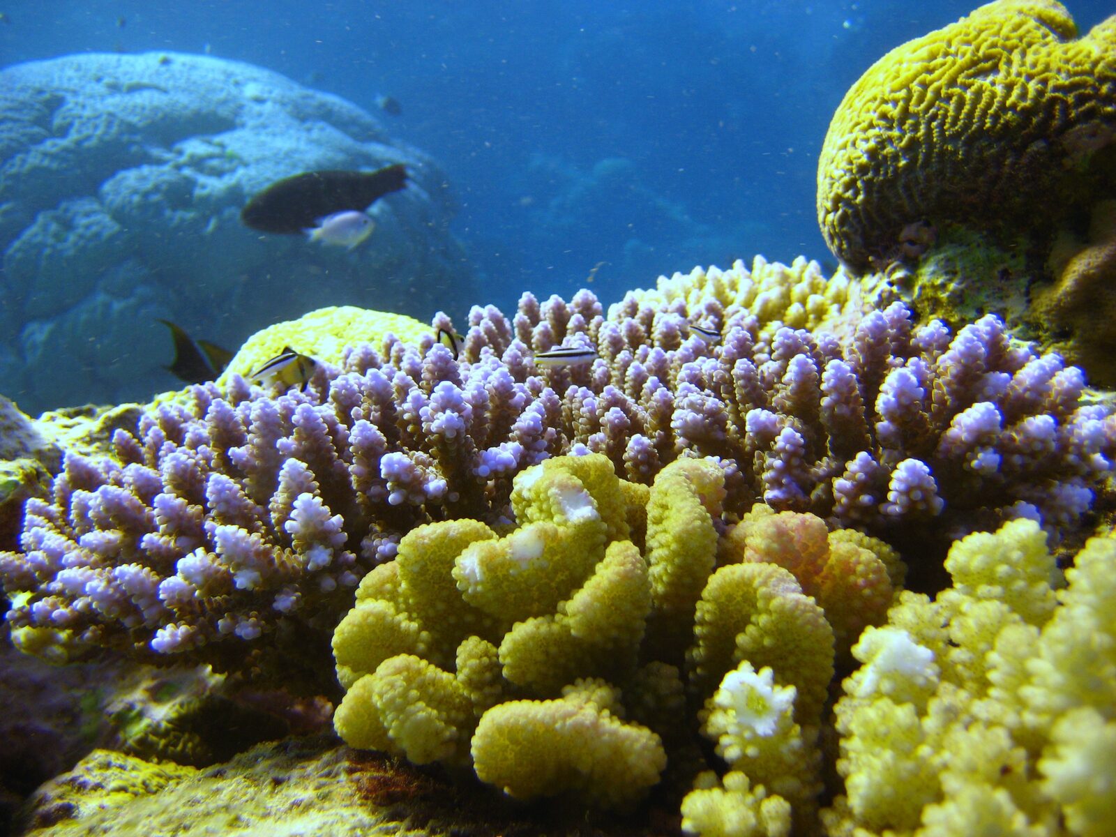 Underwater coral reef