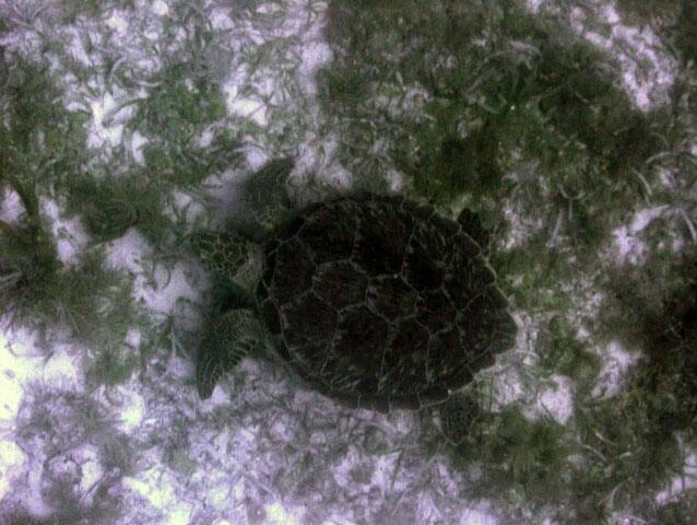 A green sea turtle swimming above seagrass