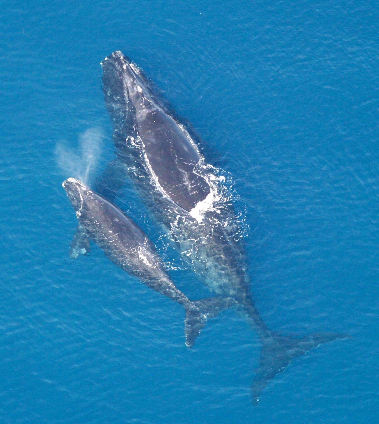 North Atlantic right whale mother and calf