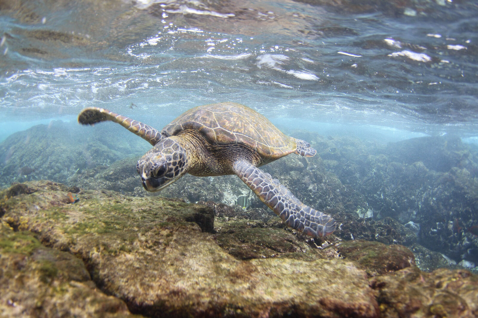 A green sea turtle underwater
