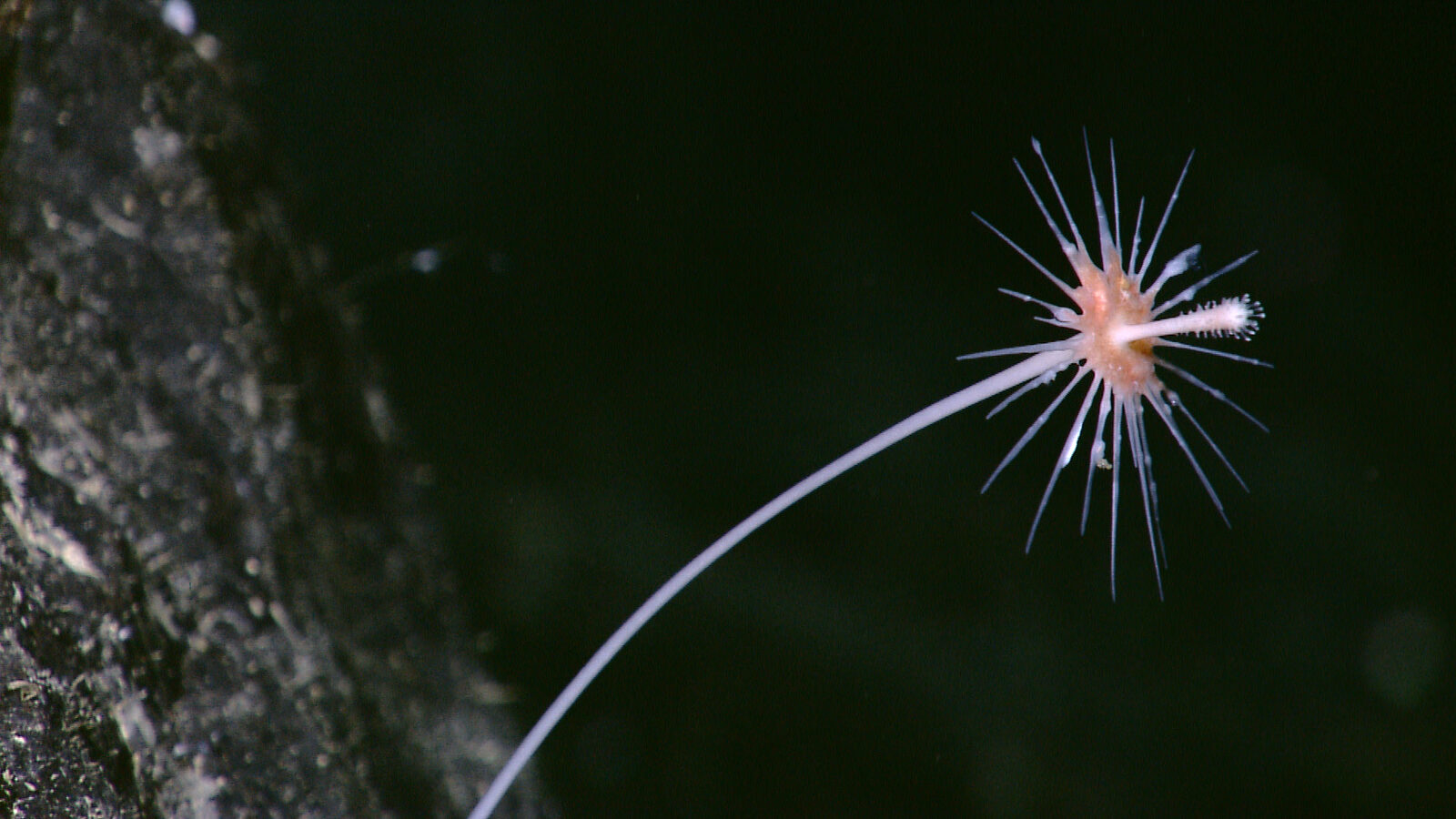 NOAA survey finds nine new deep-sea sponge species in Alaska